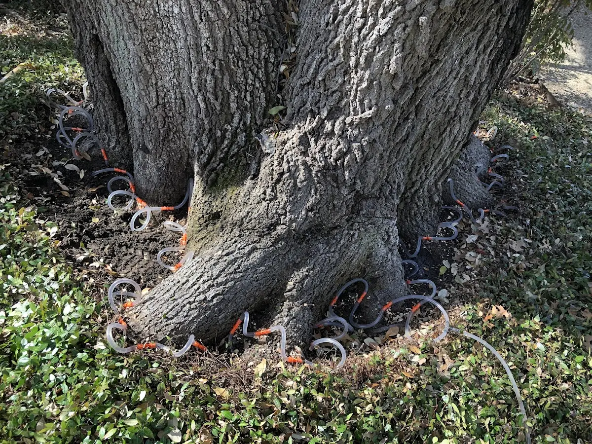 Detailed Tree Cabling and Bracing job site in Talco