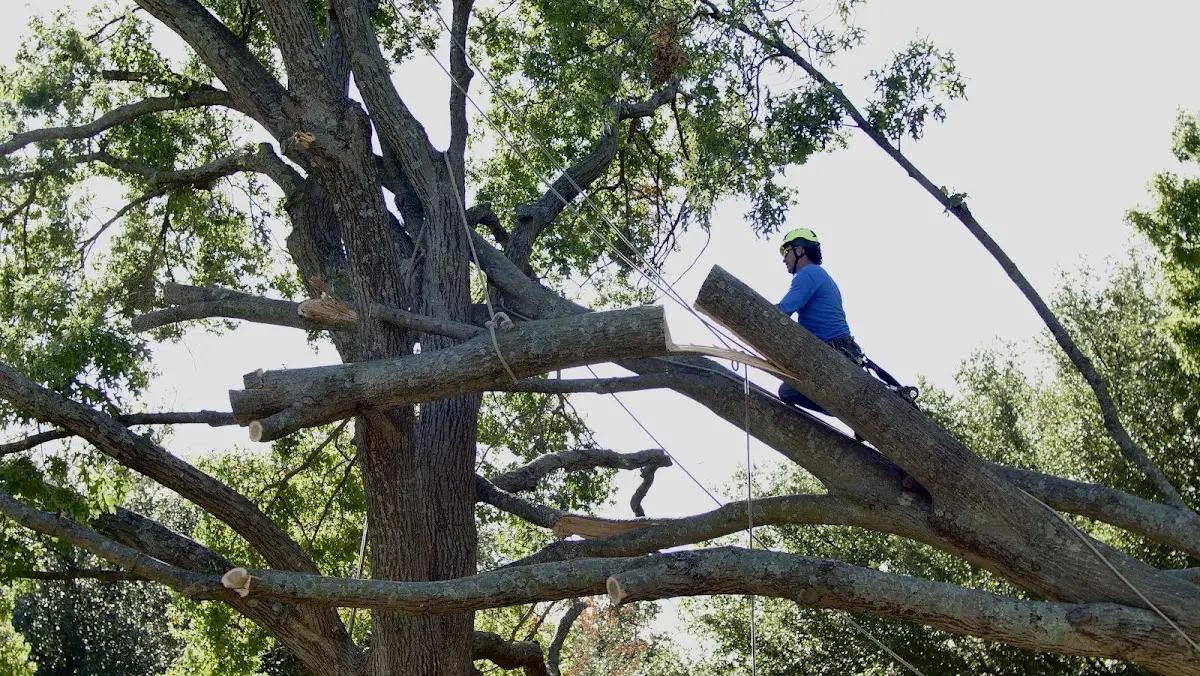Professional Crown Thinning performed by certified arborists in Talco